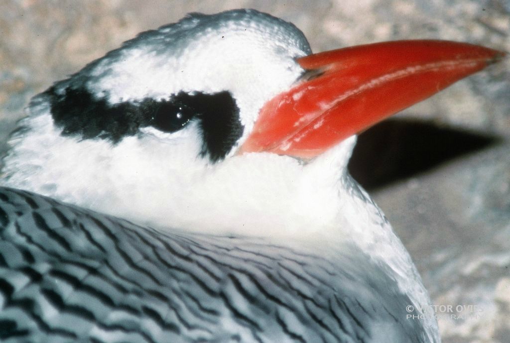 Red-Billed Tropic Bird